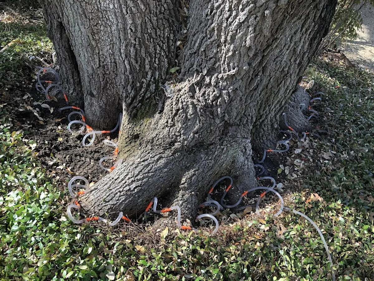 Detailed Tree Cabling and Bracing job site in Belvedere Tiburon