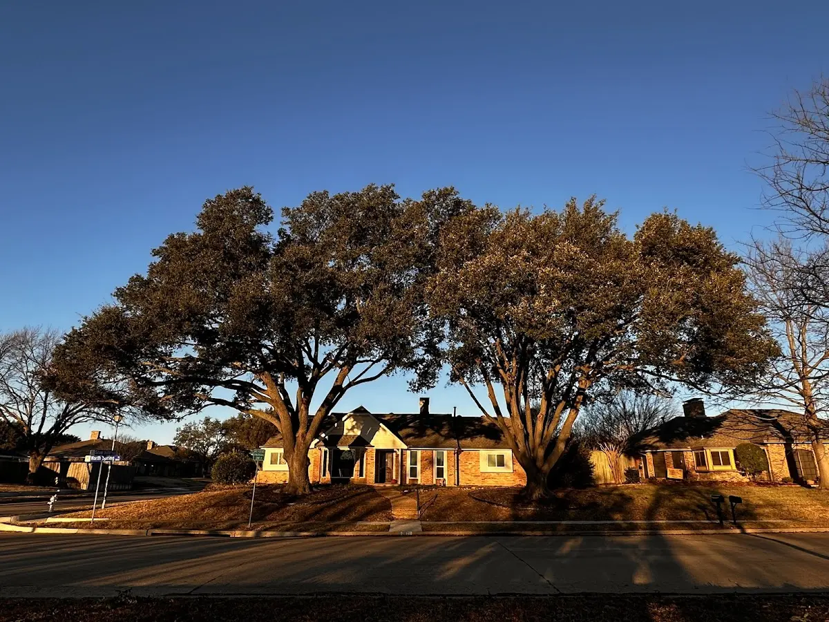 Established residential canopy tree shading a home in Belvedere Tiburon